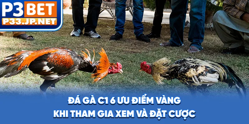 Đá Gà C1 - 6 Ưu Điểm Vàng Khi Tham Gia Xem Và Đặt Cược