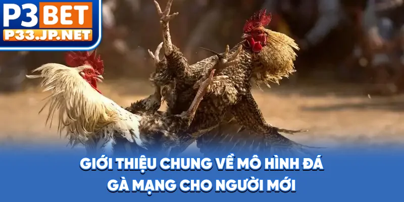 Giới thiệu chung về mô hình đá gà mạng cho người mới