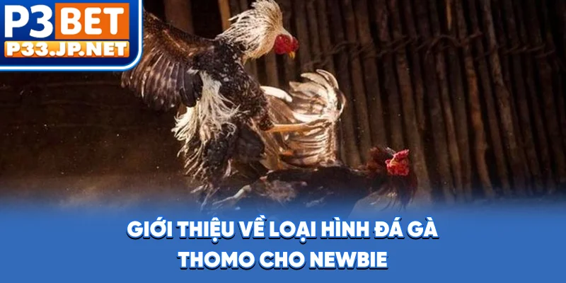 Giới thiệu về loại hình đá gà Thomo cho newbie