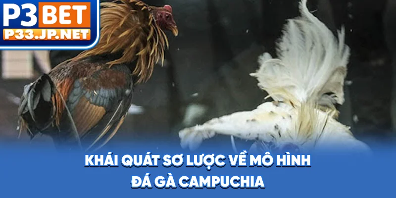 Khái quát sơ lược về mô hình đá gà Campuchia