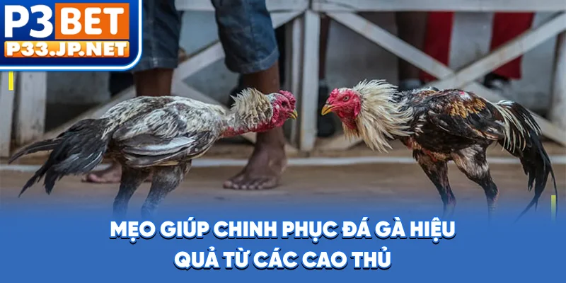 Mẹo giúp chinh phục đá gà hiệu quả từ các cao thủ