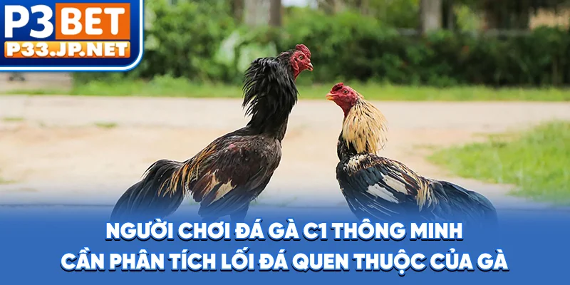 Người chơi đá gà C1 thông minh cần phân tích lối đá quen thuộc của gà
